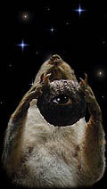 Haunted Squirrel